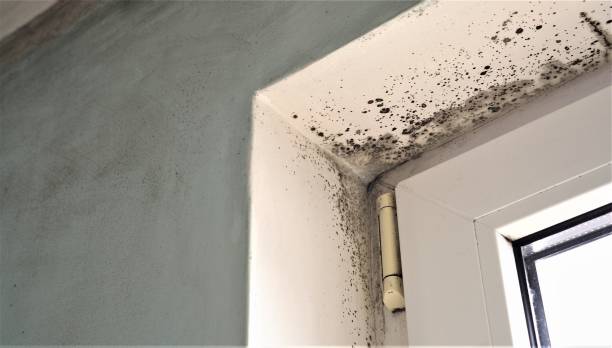 Best HVAC Mold Inspection and Cleaning  in El Portal, FL