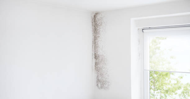 Best Basement Mold Removal  in El Portal, FL