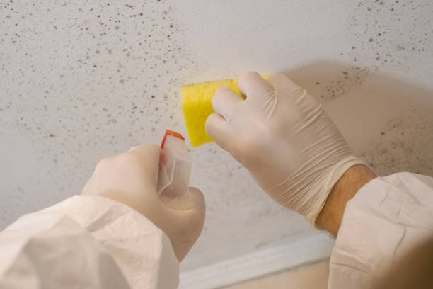 Best Post-Remediation Verification Testing  in El Portal, FL