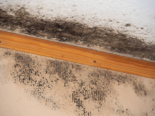 Best Mold-Related Health Consultation  in El Portal, FL