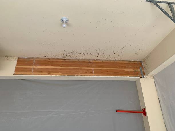 Best Mold Prevention Services  in El Portal, FL