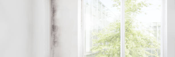  El Portal, FL Mold Removal Pros