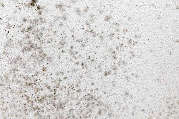 Best Industrial Mold Remediation  in El Portal, FL