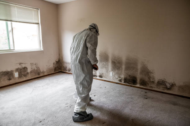 Asbestos and Lead Testing During Mold Inspection in El Portal, FL