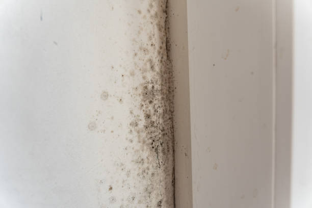 Reliable El Portal, FL Mold Removal Solutions