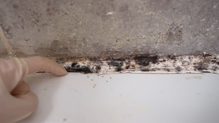 Best Residential Mold Inspection & Testing  in El Portal, FL